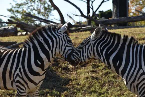 카지노 핫 라인 지원